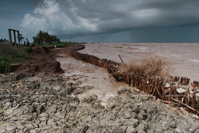 海水上升摧残九龙江平原的村庄和庄稼.明国 摄越南画报资料